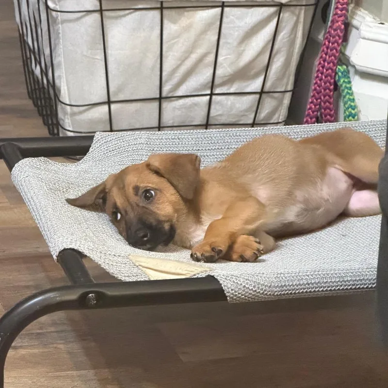 A baby small-sized female Brown / Chocolate Shepherd dog named Greta for adoption in Parkersburg, WV