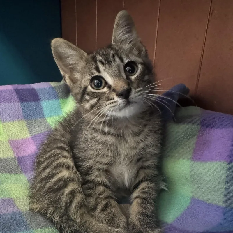 A baby medium-sized male Tabby (Brown / Chocolate) Domestic Short Hair cat named Toolbox for adoption in Morris, MN