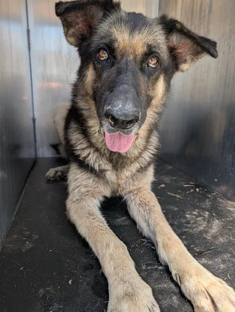 An adult large-sized male German Shepherd Dog dog named Melvin for adoption in San Antonio, TX