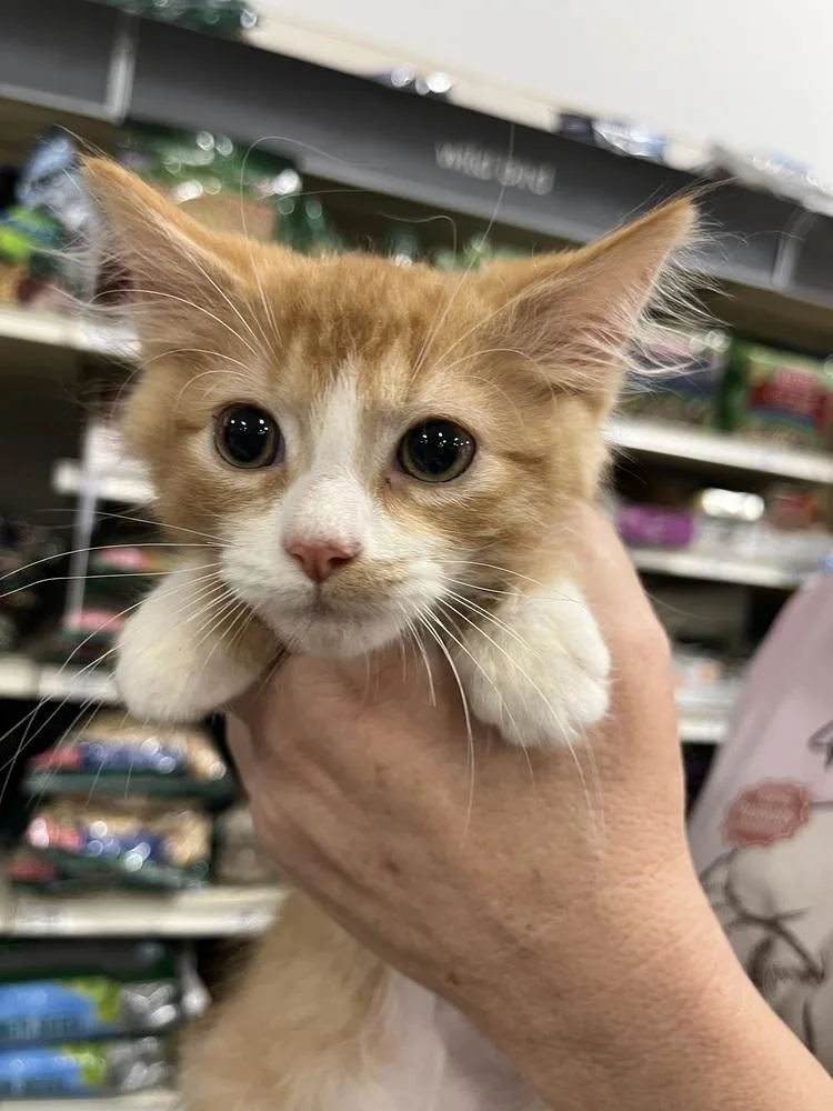 A baby small-sized male Tabby (Orange / Red) Domestic Short Hair cat named Dinklemire for adoption in Virginia Beach, VA