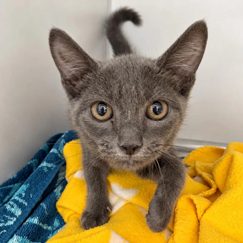 A baby small-sized female Domestic Short Hair cat named Just Barbie for adoption in Austin, TX