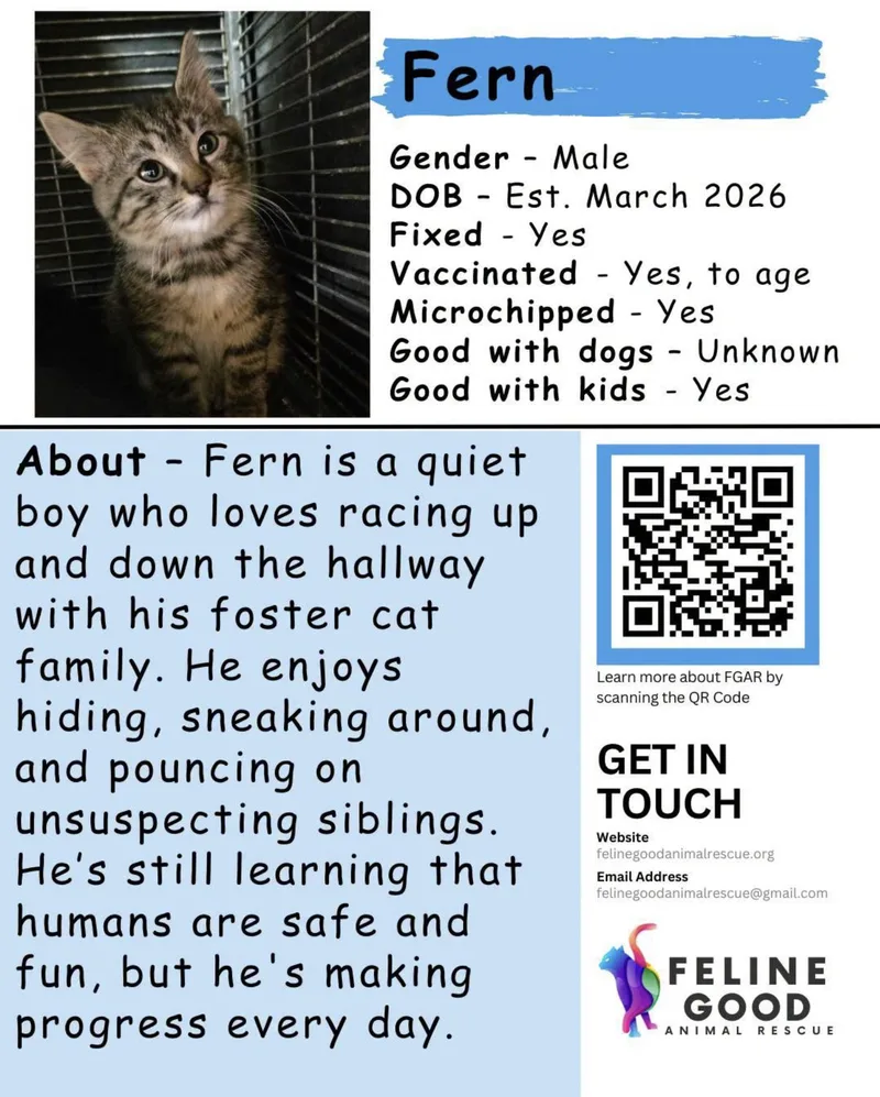 A baby medium-sized male Tabby (Brown / Chocolate) Domestic Short Hair cat named Fern for adoption in Eugene, OR