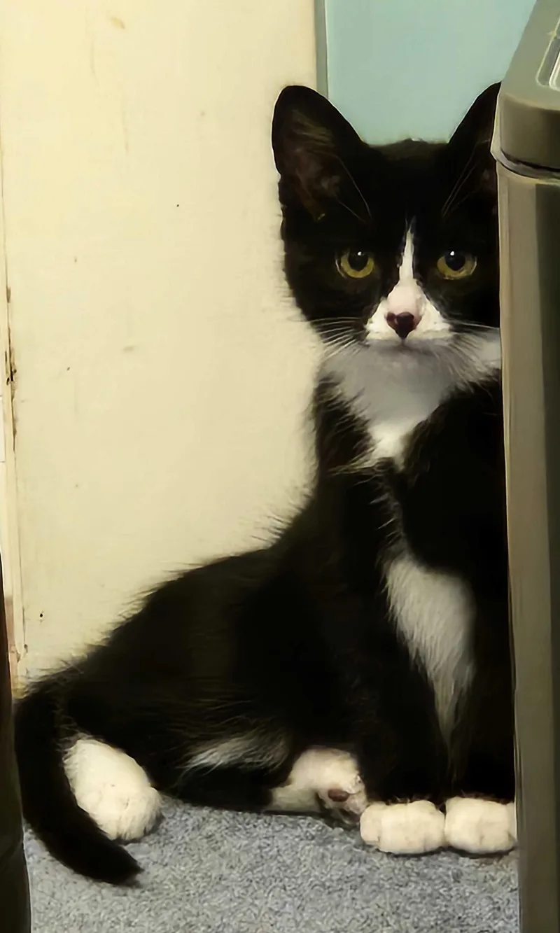 A baby large-sized male Black & White / Tuxedo Domestic Short Hair cat named Baxter for adoption in Seattle, WA