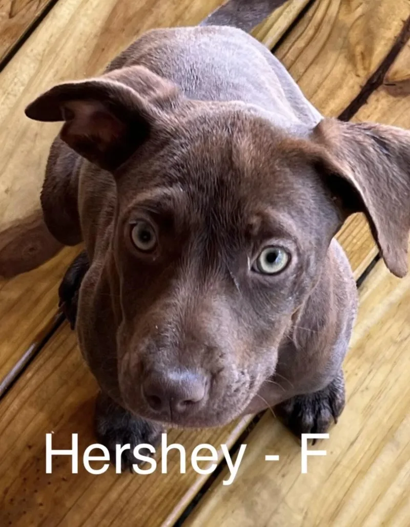A baby medium-sized female Brown / Chocolate Mixed Breed dog named Hershey for adoption in Parma, OH