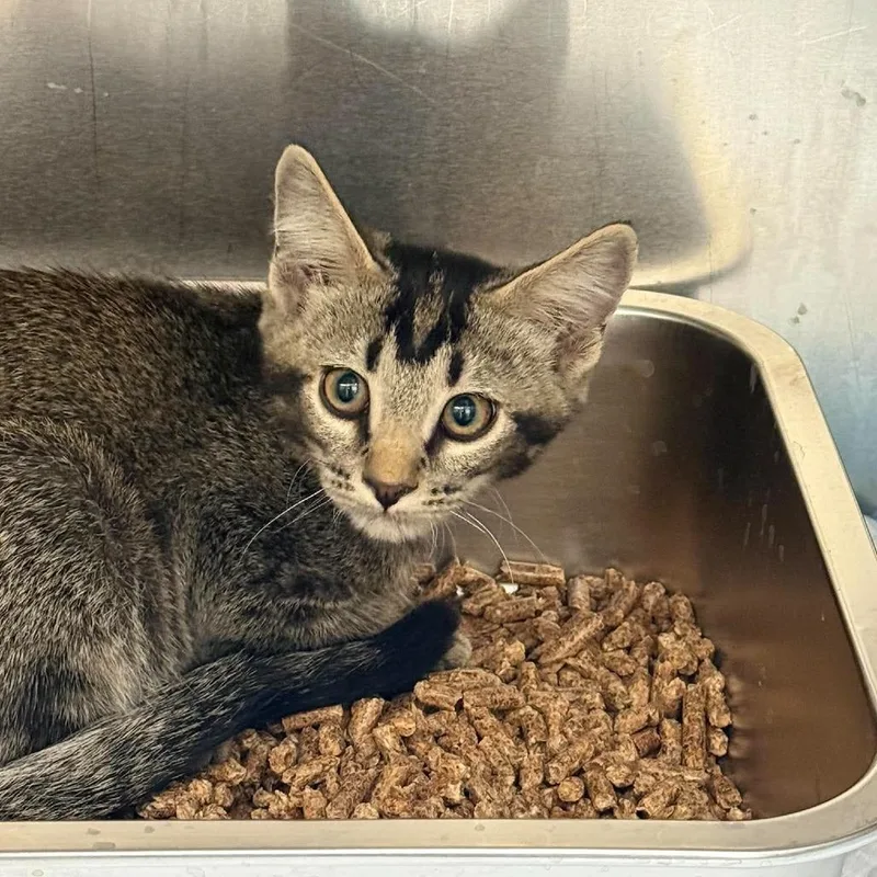 A baby small-sized female Domestic Short Hair cat named Cotton for adoption in Murray, UT