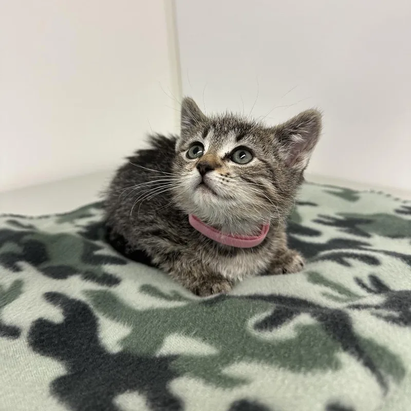 A baby small-sized female Brown / Chocolate Domestic Short Hair cat named Raleigh for adoption in Milford, IA