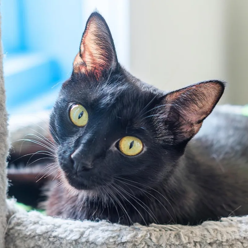 An adult small-sized female Domestic Short Hair cat named Bellatrix for adoption in Port Washington, NY