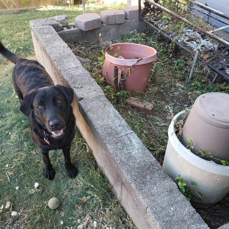 A young medium-sized female Black Labrador Retriever dog named Sky for adoption in Tulsa, OK
