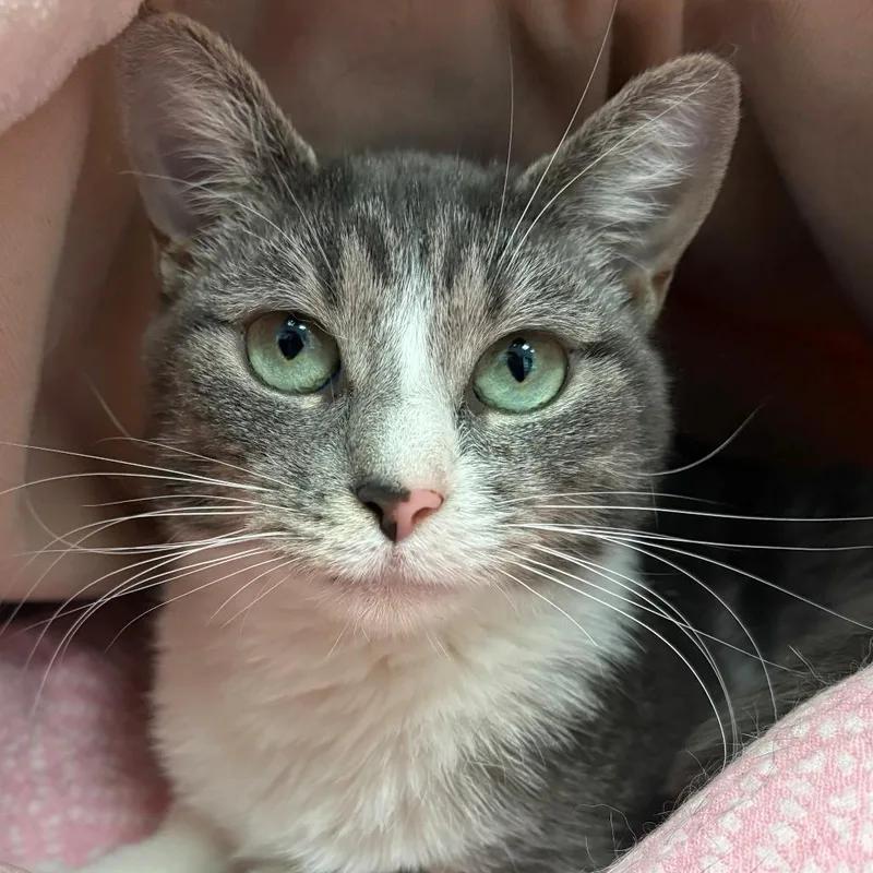 A young medium-sized female Gray / Blue / Silver Domestic Short Hair cat named Adelaide for adoption in East Hanover, NJ