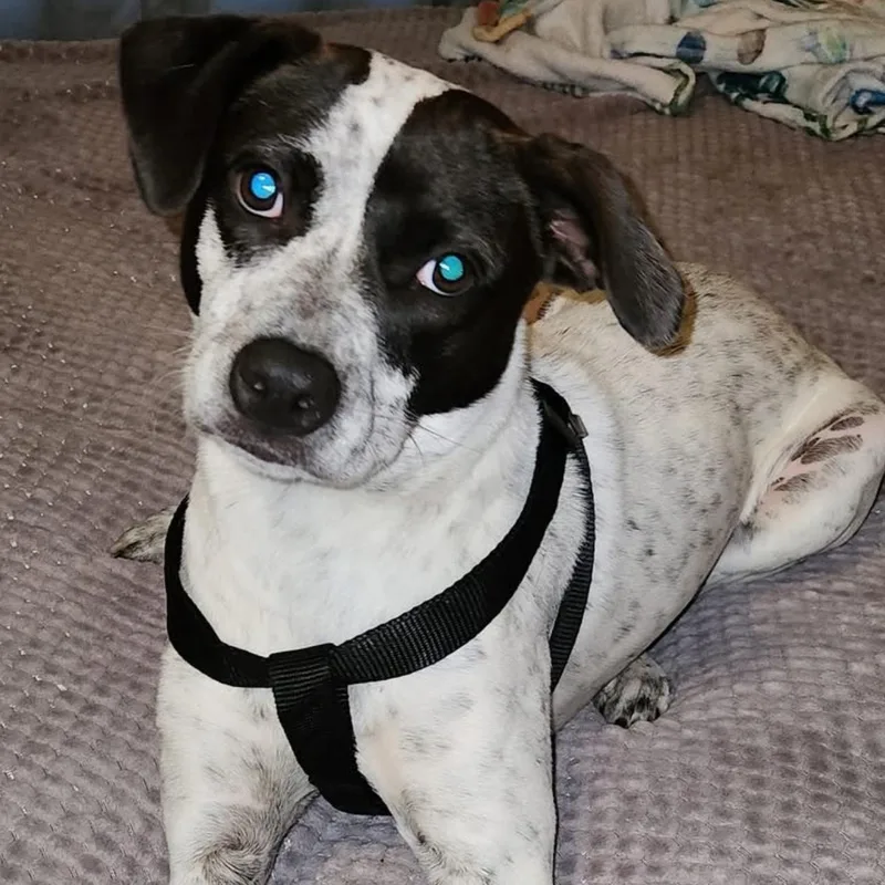 A young medium-sized female White / Cream Australian Cattle Dog / Blue Heeler dog named Brenda for adoption in Springfield, MO
