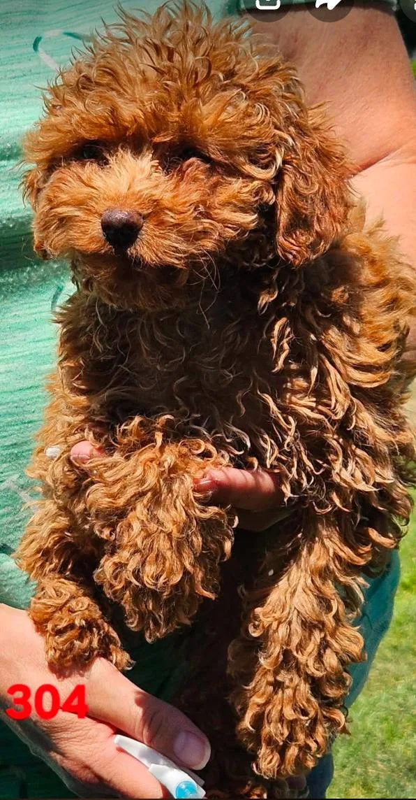 A baby small-sized female Apricot / Beige Miniature Poodle dog named #304 for adoption in Twin lakes, WI