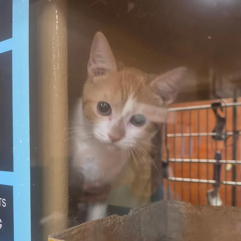 A baby small-sized male Orange / Red Domestic Short Hair cat named Milo for adoption in Canton, NC