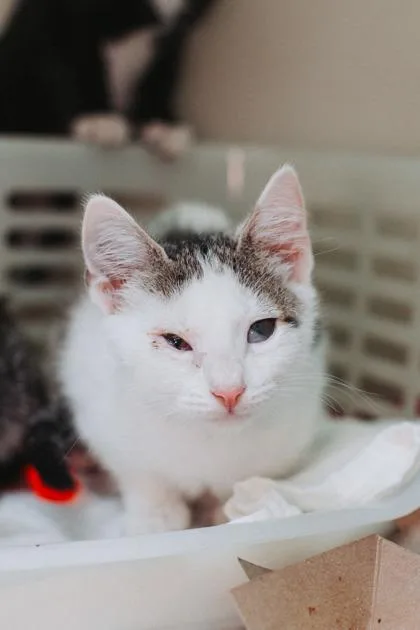 A baby small-sized male Domestic Short Hair cat named a Freddie Mercury for adoption in North Charleston, SC