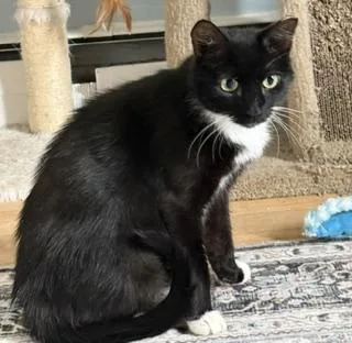 An adult large-sized female Black & White / Tuxedo Domestic Short Hair cat named Ali for adoption in Lemoyne, PA