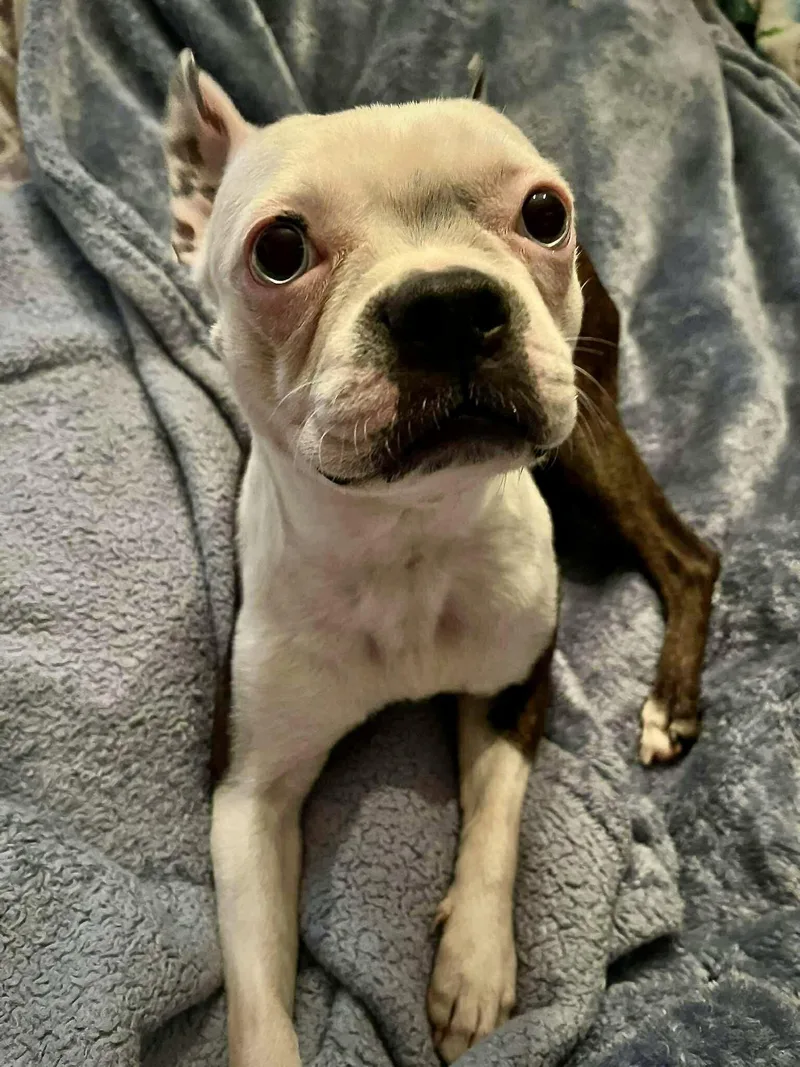 A young small-sized female Boston Terrier dog named Ruthie for adoption in Monticello, NY