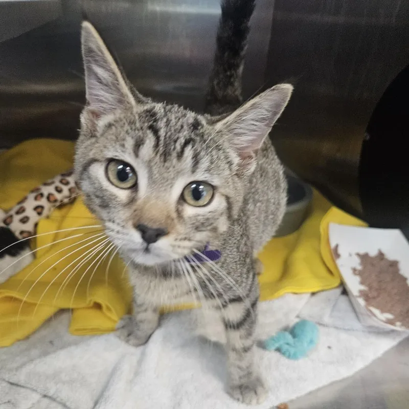 A baby small-sized female Gray / Blue / Silver Domestic Short Hair cat named Columbo for adoption in Austin, TX