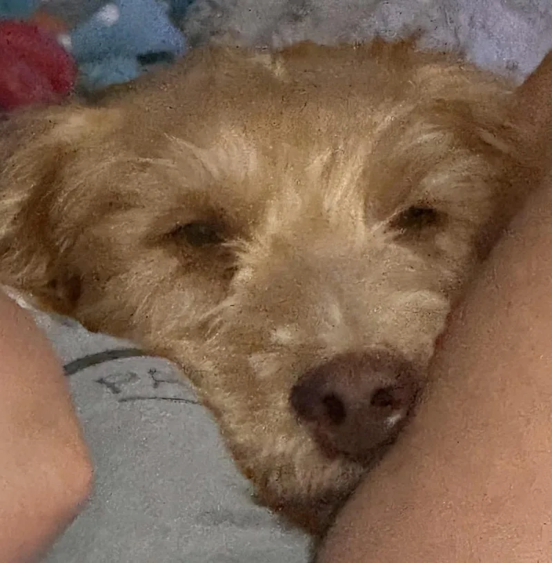 A young large-sized female Apricot / Beige Mixed Breed dog named Molly for adoption in Maineville, OH