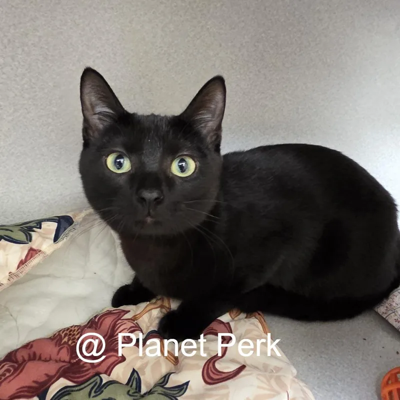 A baby medium-sized female Black Domestic Short Hair cat named Samba for adoption in Oshkosh, WI