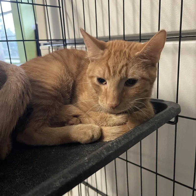 A baby small-sized male Buff / Tan / Fawn Domestic Short Hair cat named Tigger for adoption in Eufaula, AL