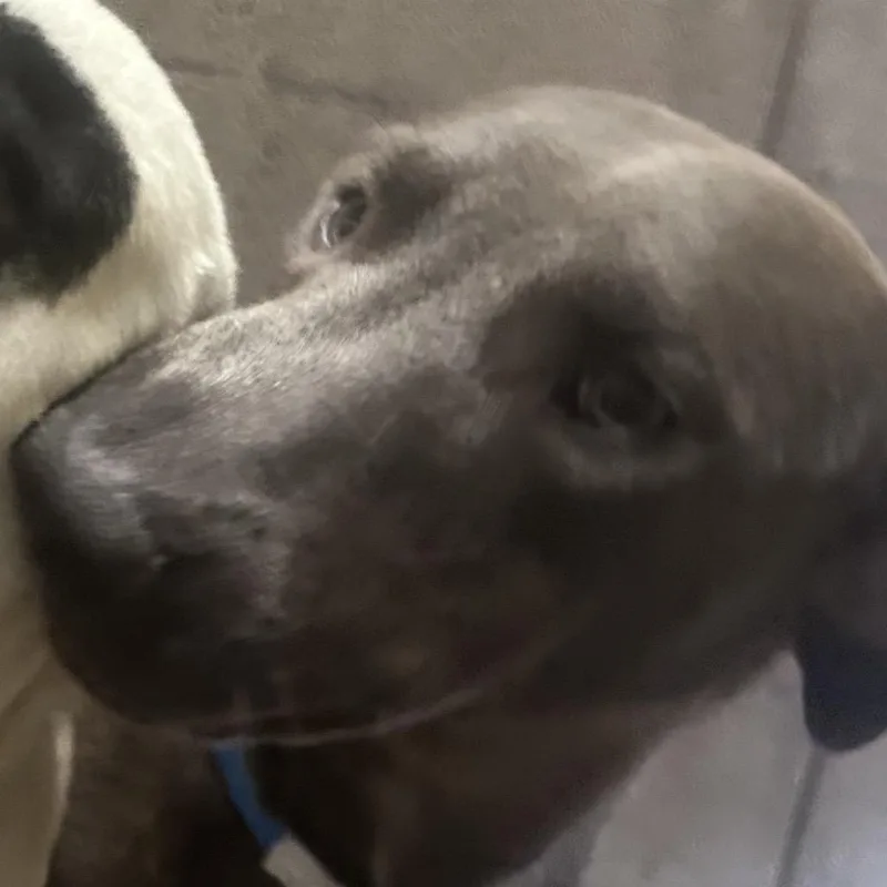 A young medium-sized male Gray / Blue / Silver Mixed Breed dog named Rayleigh for adoption in Yuma, AZ