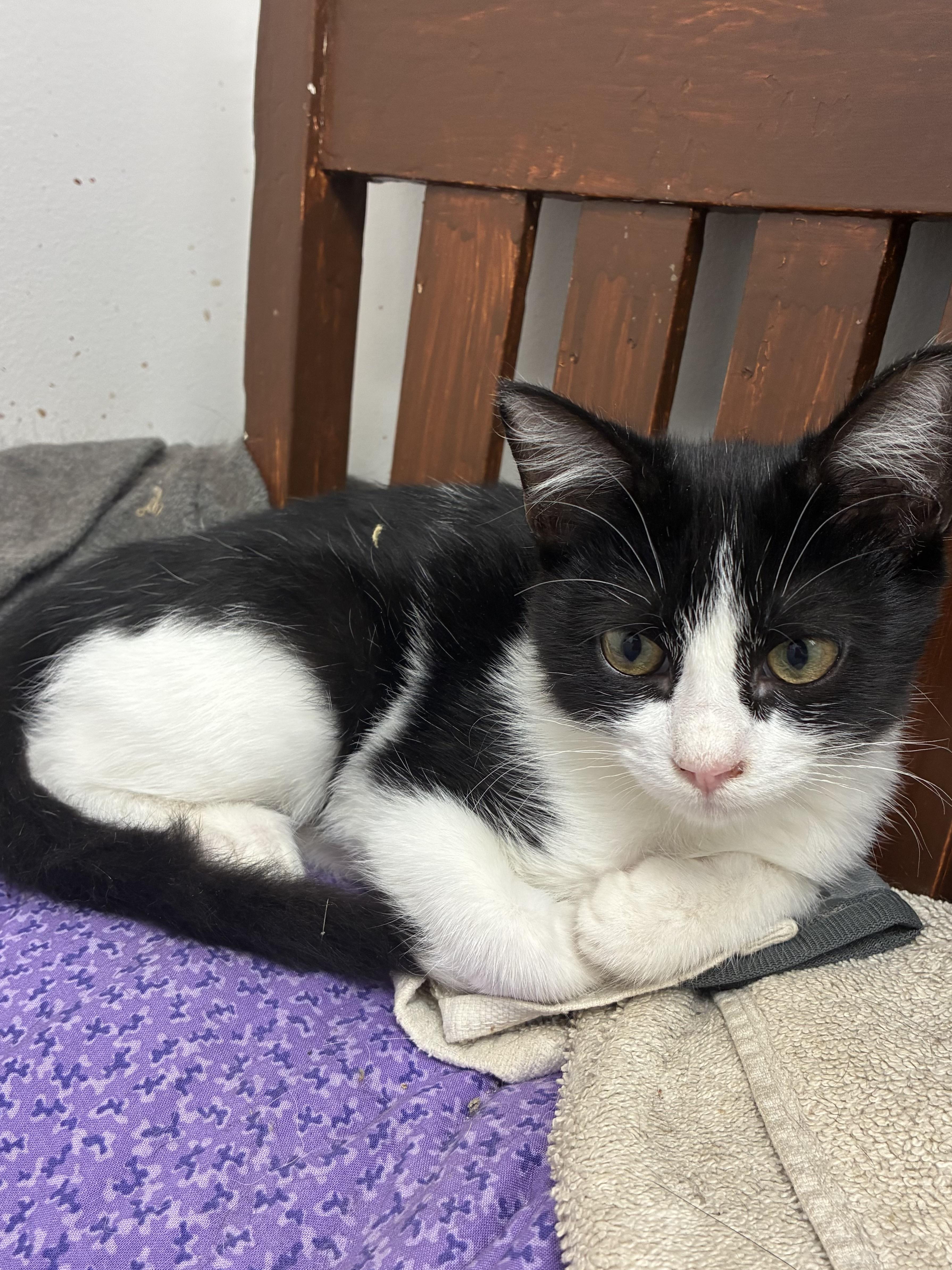 A young medium-sized male Domestic Short Hair cat named Theodore for adoption in Danville, VT