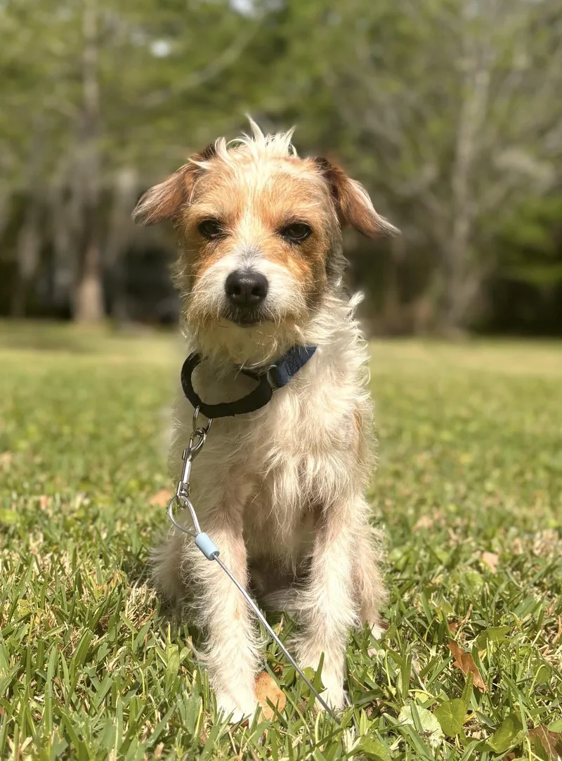 Scruffy Doo