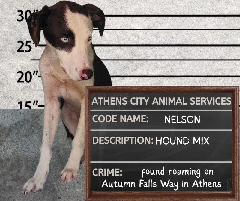 A baby medium-sized male Hound dog named Nelson for adoption in Athens, AL