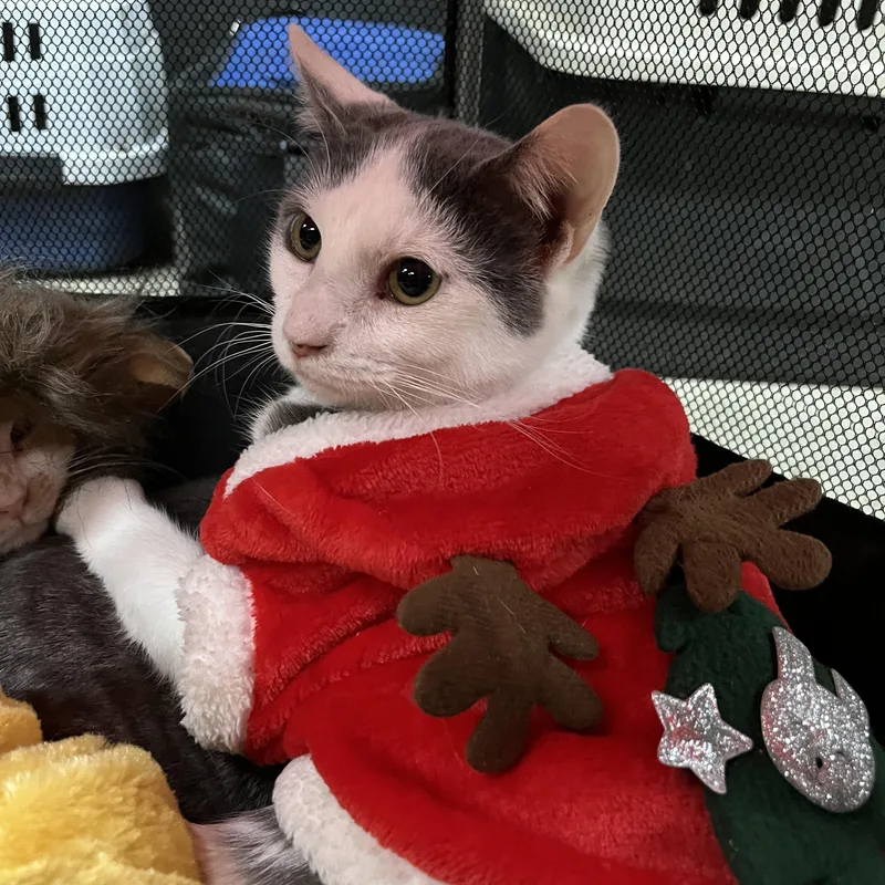 Genghis Khan thumbnail 2