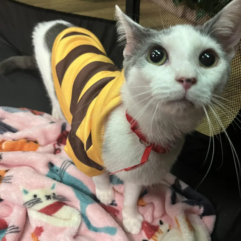 Genghis Khan thumbnail 3