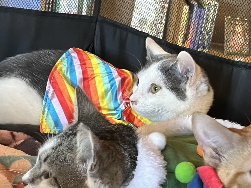 Genghis Khan thumbnail 4