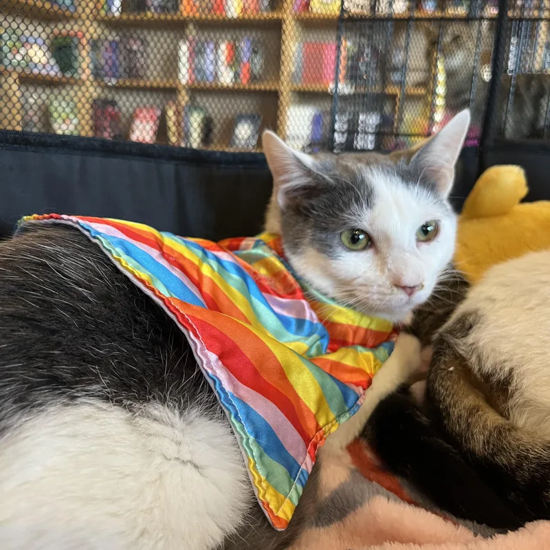 Genghis Khan thumbnail 5