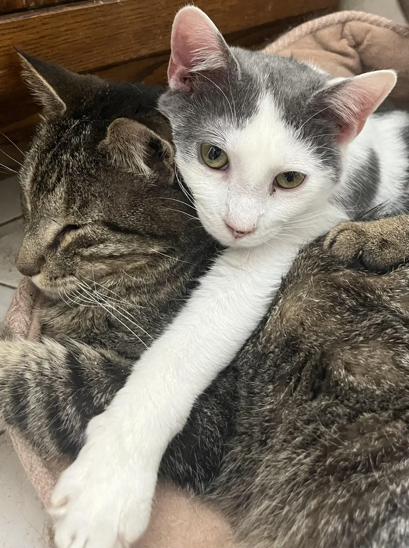 Genghis Khan thumbnail 6