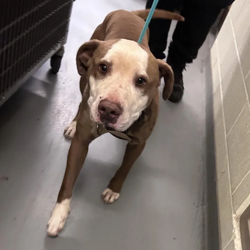 An adult large-sized male Brown / Chocolate Mixed Breed dog named Camo for adoption in Asheville, NC