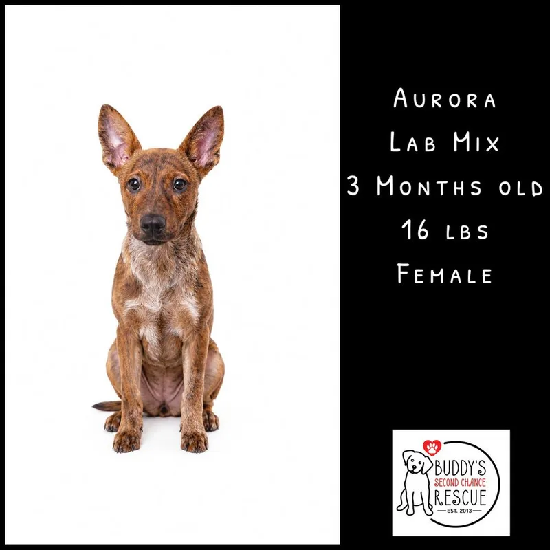 Aurora thumbnail 4