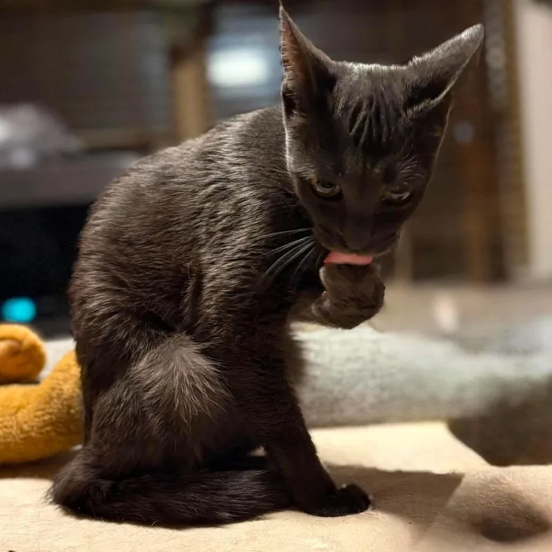A baby small-sized female Black Domestic Short Hair cat named Orchid Garden for adoption in Eaton Rapids, MI