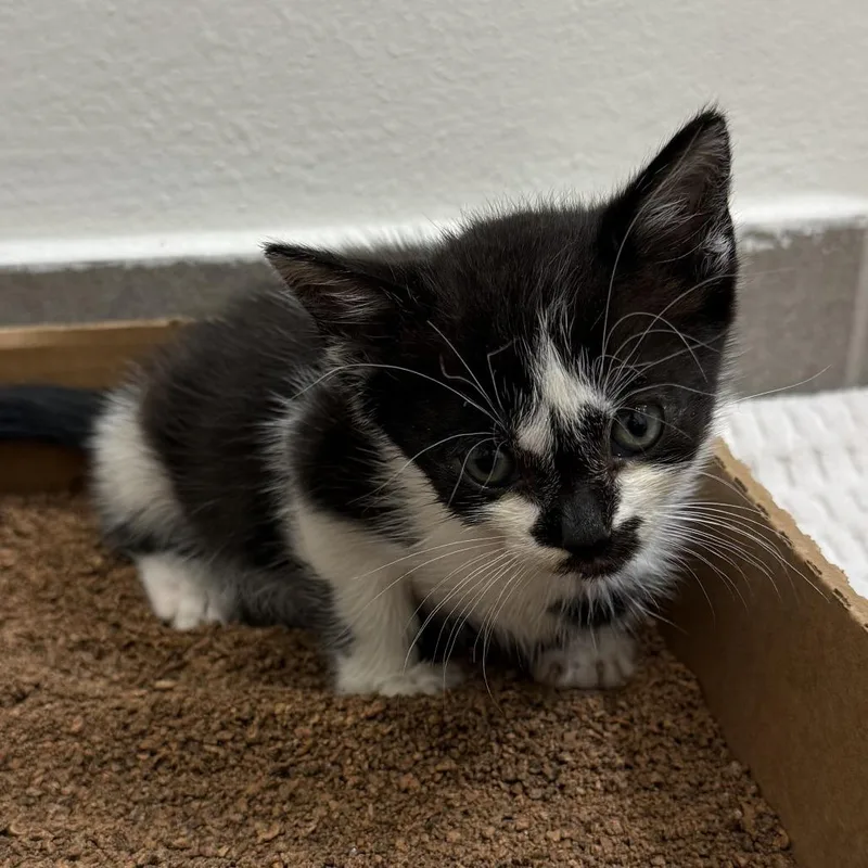 A baby small-sized female Black & White / Tuxedo Domestic Short Hair cat named Shanti for adoption in Lauderhill, FL