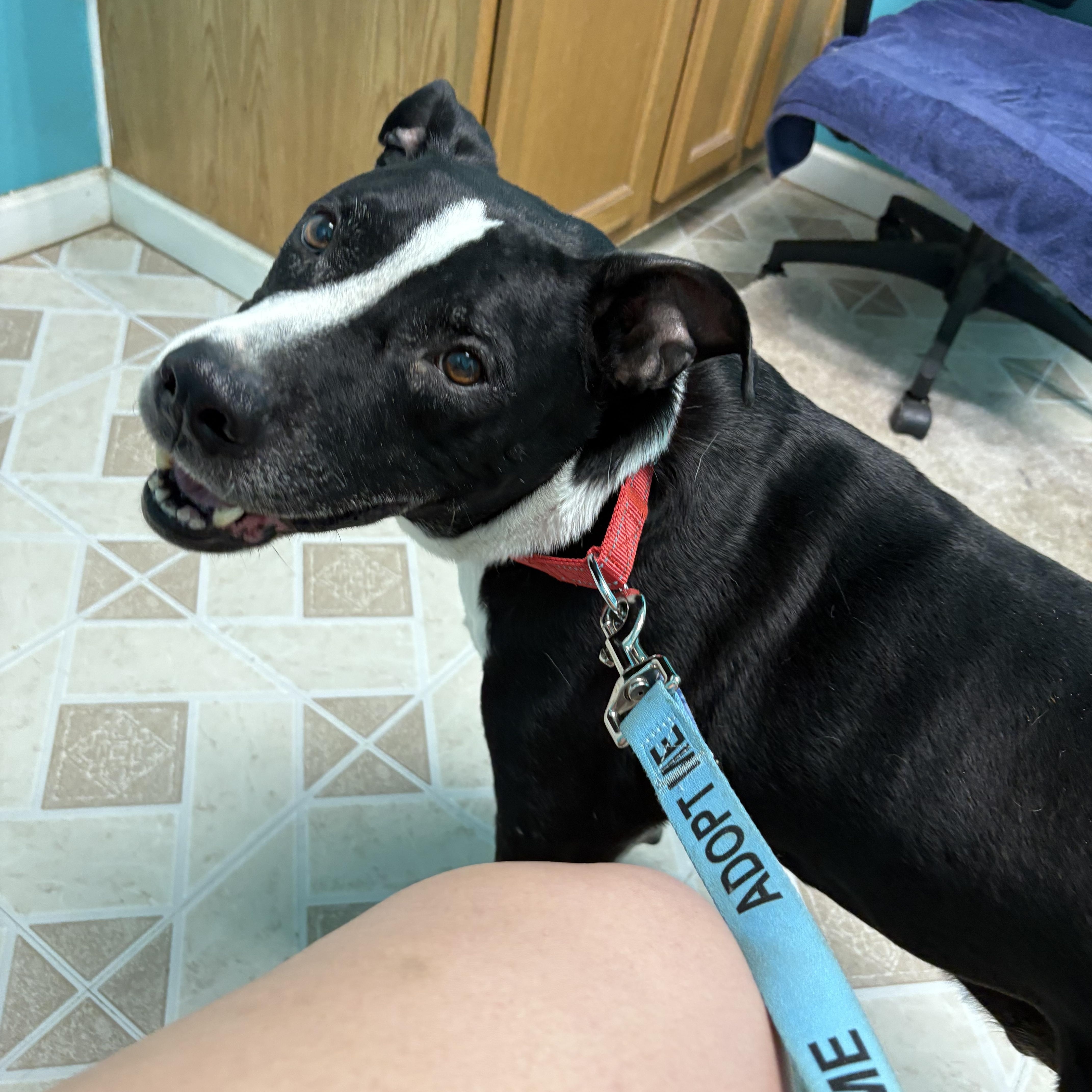 An adult large-sized male Boxer dog named Chevy for adoption in greer, SC