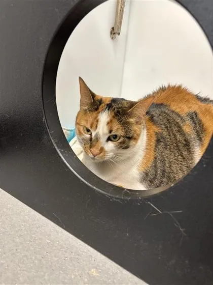 Mochi Fka Trini thumbnail 2