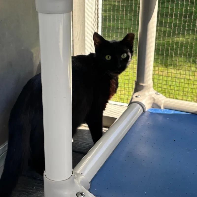 A young medium-sized female Black Domestic Short Hair cat named Chalupa for adoption in Lakeland, FL