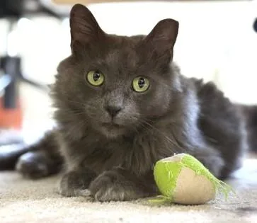 Sammy