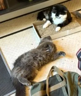 Sammy thumbnail 2