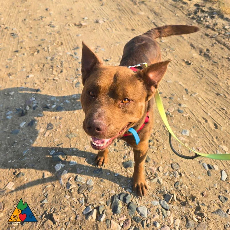 An adult large-sized male Brown / Chocolate Mixed Breed dog named Teddy for adoption in Douglas, WY
