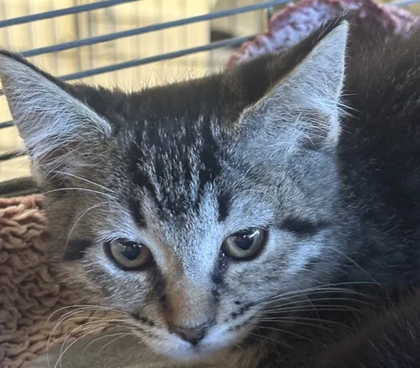 A baby medium-sized female Domestic Short Hair cat named Tilly for adoption in Napa, CA