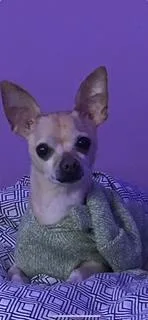 An adult small-sized male Apricot / Beige Chihuahua dog named Herman for adoption in Monroe, VA