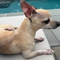 Herman thumbnail 2