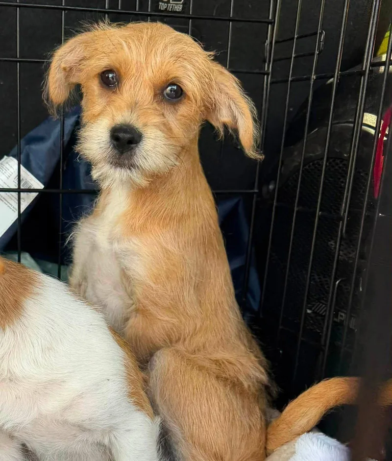 A baby medium-sized female Terrier dog named Deliah for adoption in Germantown, OH