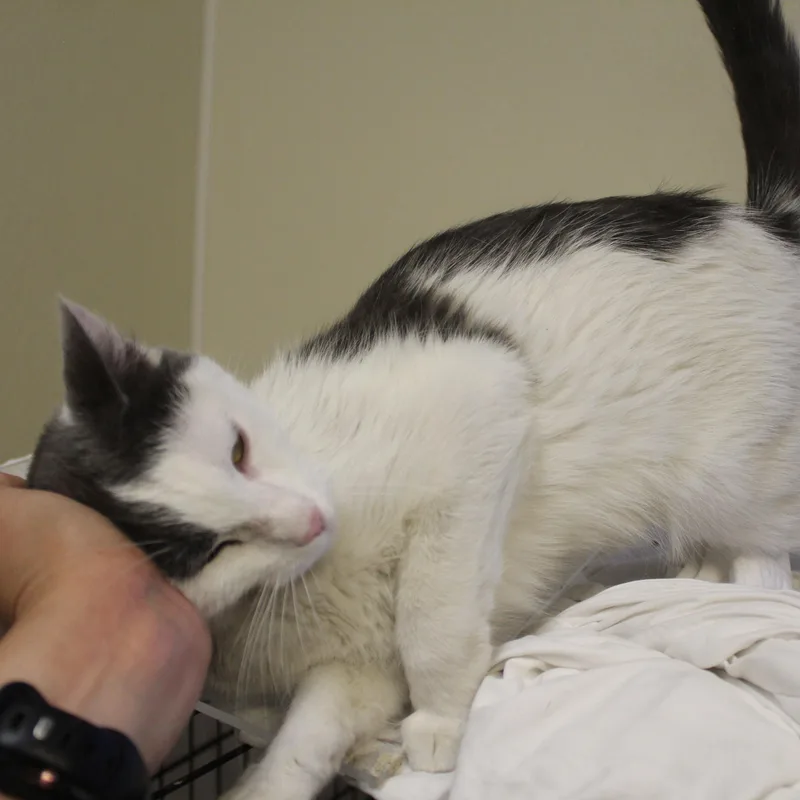 A young medium-sized female White Domestic Short Hair cat named Cinders for adoption in Yucca Valley, CA