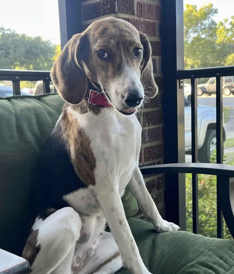 An adult medium-sized female Mixed Breed dog named Mallow for adoption in Cornelius, NC