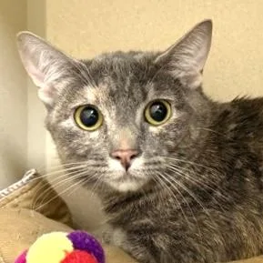 An adult small-sized female Domestic Short Hair cat named Shyla for adoption in Burlington, WA