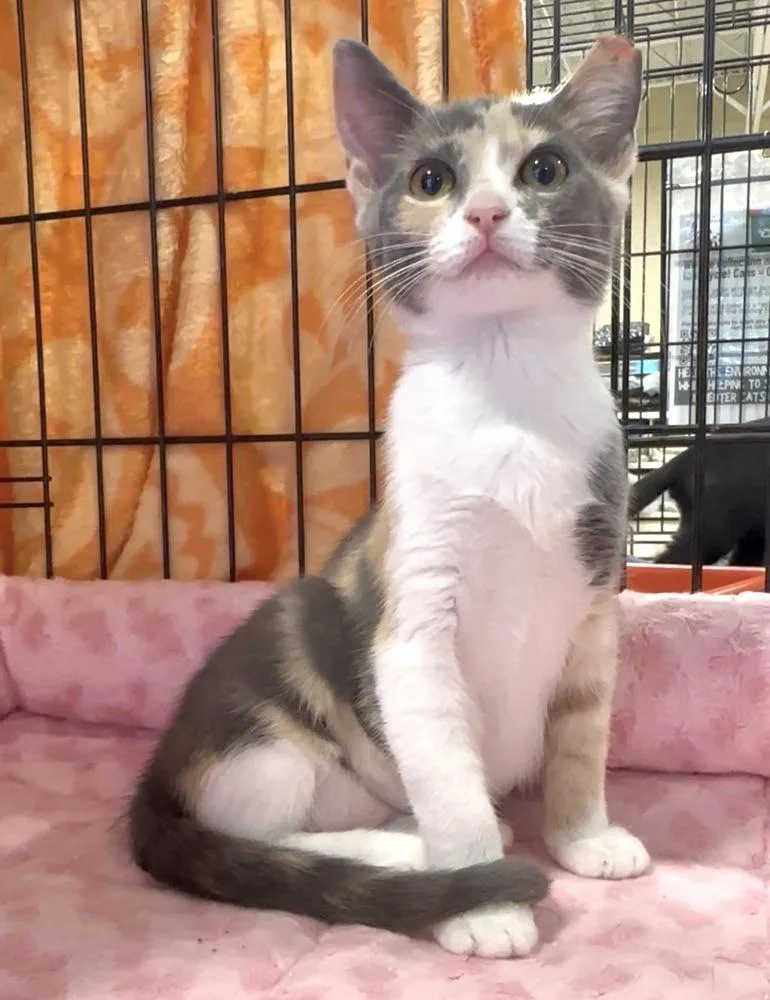 A baby small-sized female Domestic Long Hair cat named Fontina for adoption in Panama City Beach, FL